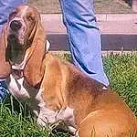 Dog, Dog breed, Carnivore, Liver, Companion dog, Fawn, Grass, Snout, Working Animal, Hound, Scent Hound, Metal, Canidae, Dog Collar, Human Leg, Whiskers, Furry friends, Hunting Dog