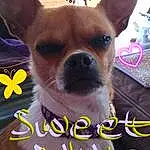 Dog, Dog Supply, Carnivore, Dog breed, Ear, Companion dog, Butterfly, Fawn, Font, Whiskers, Snout, Toy Dog, Flower, Happy, Pollinator, Photo Caption, Furry friends, Canidae, Pet Supply, Corgi-chihuahua