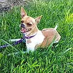 Dog, Carnivore, Grass, Whiskers, Dog breed, Fawn, Plant, Companion dog, Collar, Chihuahua, Terrestrial Animal, Tail, Toy Dog, Canidae, Groundcover, Corgi-chihuahua, Grassland, Furry friends, Terrier