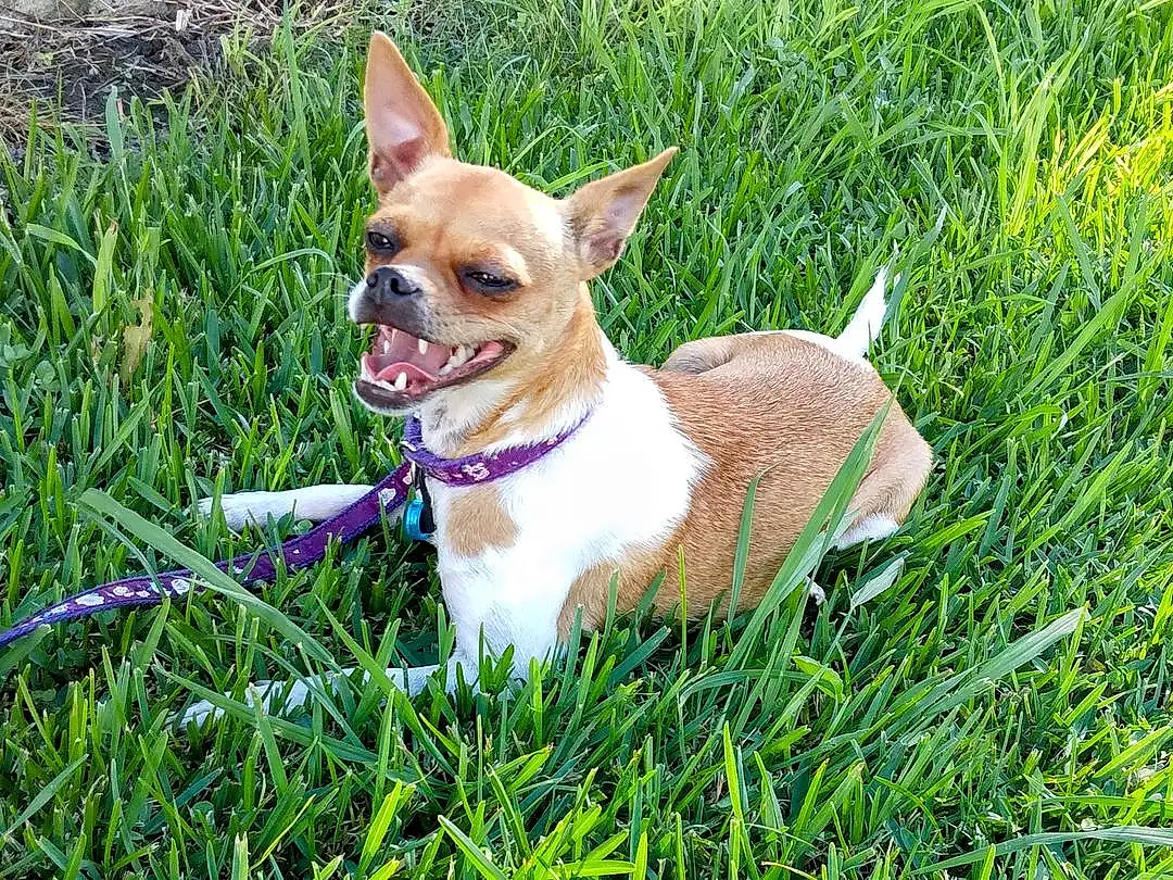 Dog, Carnivore, Grass, Whiskers, Dog breed, Fawn, Plant, Companion dog, Collar, Chihuahua, Terrestrial Animal, Tail, Toy Dog, Canidae, Groundcover, Corgi-chihuahua, Grassland, Furry friends, Terrier