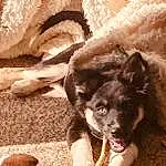 Dog, Working Animal, Fawn, Carnivore, Companion dog, Dog breed, Snout, Terrestrial Animal, Soil, Wood, Furry friends, Paw, Working Dog, Whiskers, Sand, Non-sporting Group