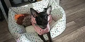 Chihuahua Dog Cocoa