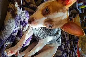 Name Chihuahua Dog Neo