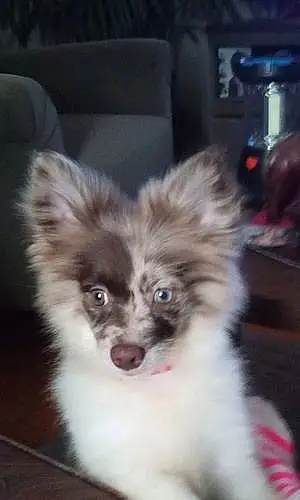Name Pomeranian Dog Cali