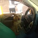 Car, Dog, Vehicle, Window, Carnivore, Dog breed, Vehicle Door, Automotive Exterior, Automotive Mirror, Fawn, Vroom Vroom, Companion dog, Car Seat, Steering Wheel, Comfort, Tints And Shades, Door, Auto Part, Snout, Personal Luxury Car