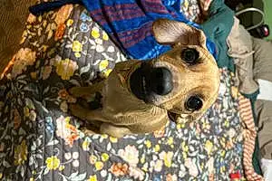 Greyhound Dog Rocco