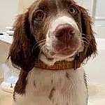 Dog, Dog breed, Carnivore, Liver, Companion dog, Whiskers, Snout, Gun Dog, Working Animal, Spaniel, Dog Collar, Furry friends, Canidae, Collar, Pointing Breed, Hunting Dog