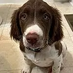 Dog, Dog breed, Carnivore, Liver, Companion dog, Snout, Spaniel, Canidae, Whiskers, Furry friends, Working Animal, Hunting Dog