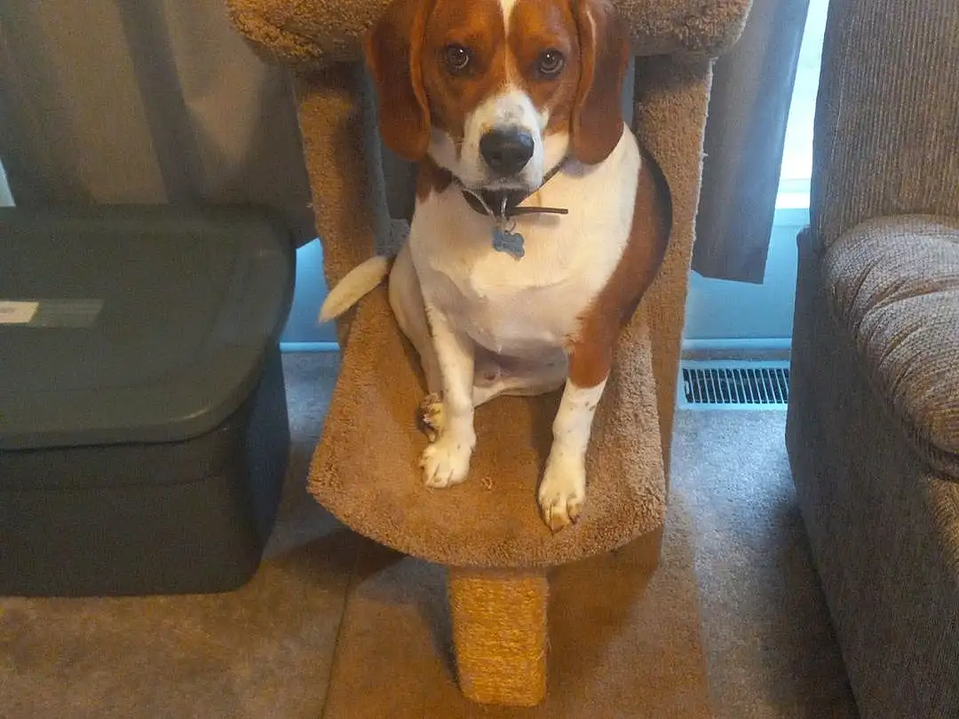 Dog, Furniture, Couch, Dog breed, Carnivore, Chair, Comfort, Companion dog, Fawn, Collar, Working Animal, Pet Supply, Wood, Canidae, Beaglier, Hound, Hardwood, Tail