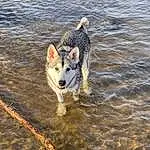 Water, Dog, Carnivore, Lake, Dog breed, Fawn, Companion dog, Liquid, Snout, Collar, Working Animal, Tail, Recreation, Canis, Working Dog, Ocean, Street dog, Canidae