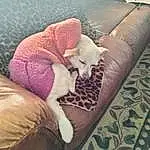 Furniture, Comfort, Felidae, Textile, Fawn, Small To Medium-sized Cats, Thigh, Couch, Wood, Human Leg, Companion dog, Linens, Bedding, Furry friends, Bedroom, Tail, Foot, Pattern, Carmine
