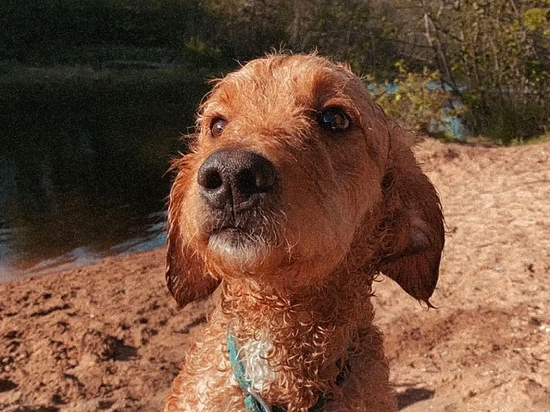 Dog, Carnivore, Water, Dog breed, Working Animal, Water Dog, Airedale Terrier, Fawn, Sky, Companion dog, Tree, Snout, Liver, Terrier, Canidae, Irish Terrier, Pet Supply, Landscape, Terrestrial Animal