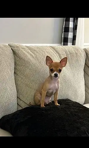 Name Chihuahua Dog Rudy