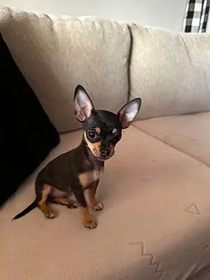 Name Chihuahua Dog Winnie