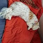 Dog, Carnivore, Dog breed, Comfort, Couch, Felidae, Companion dog, Lap, Small To Medium-sized Cats, Tail, Terrier, Canidae, Furry friends, Nap, Linens, Sleep, Toy Dog, Beard, Small Terrier
