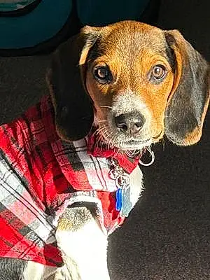 Name Beagle Dog Prince