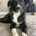 Dog, Carnivore, Dog breed, Companion dog, Working Animal, Whiskers, Snout, Terrestrial Animal, Furry friends, Borador, Canidae, Border Collie, Working Dog, Balance