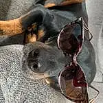 Dog, Carnivore, Grey, Fawn, Comfort, Dog breed, Collar, Foot, Flag, Snout, Eyewear, Whiskers, Liver, Window, Sandal, Fashion Accessory, Working Animal, Metal, Leather, Sunglasses