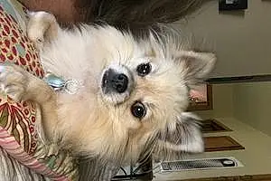 Name Pomeranian Dog Nyla
