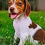 Dog, Dog breed, Carnivore, Plant, Grass, Liver, Companion dog, Fawn, Snout, People In Nature, Hound, Art, Terrestrial Animal, Hunting Dog, Whiskers, Canidae