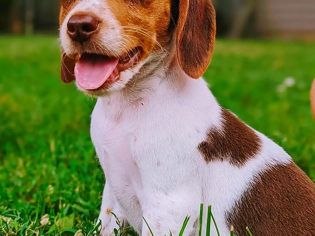 Dog, Dog breed, Carnivore, Plant, Grass, Liver, Companion dog, Fawn, Snout, People In Nature, Hound, Art, Terrestrial Animal, Hunting Dog, Whiskers, Canidae