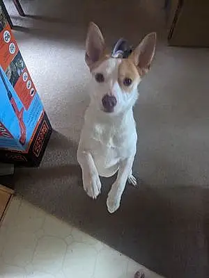 Basenji Dog Pixie