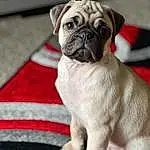 Pug, Dog, Carnivore, Dog breed, Companion dog, Fawn, Wrinkle, Snout, Toy Dog, Canidae, Collar, Working Animal, Whiskers, Carmine, Dog Collar, Non-sporting Group, Ancient Dog Breeds, Terrestrial Animal
