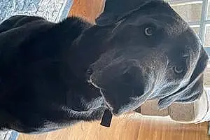 Name Labrador Retriever Dog Cole