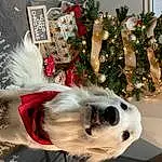 Dog, Christmas Tree, White, Christmas Ornament, Carnivore, Fawn, Collar, Holiday Ornament, Companion dog, Dog breed, Ornament, Event, Holiday, Christmas Decoration, Christmas, Furry friends, Dog Supply, Plant, Whiskers