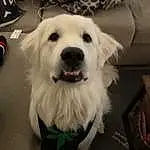 Dog, Carnivore, Dog breed, Companion dog, Whiskers, Happy, Furry friends, Fang, Working Animal, Kuvasz, Smile, Livestock Guardian Dog, Retriever, Working Dog, Puppy