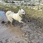 Water, Dog, Dog breed, Carnivore, Terrestrial Animal, Snout, Canidae, Working Animal, Soil, Companion dog, Terrier, Small Terrier, Tail, Non-sporting Group, Arctic, Tundra, Ocean