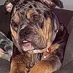 Dog, Dog breed, Carnivore, Fawn, Companion dog, Snout, Collar, Wrinkle, Whiskers, Dog Collar, Giant Dog Breed, Molosser, Boxer, Working Dog, Working Animal, Canidae, Guard Dog, Ancient Dog Breeds, Non-sporting Group