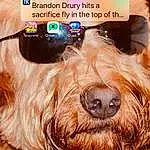 Dog, Dog breed, Carnivore, Liver, Working Animal, Companion dog, Font, Snout, Gesture, Happy, Photo Caption, Furry friends, Screenshot, Canidae, Collar, Giant Dog Breed, Terrier