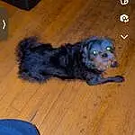 Dog, Carnivore, Dog breed, Wood, Whiskers, Companion dog, Hardwood, Snout, Toy Dog, Laminate Flooring, Electric Blue, Canidae, Furry friends, Wood Stain, Wood Flooring, Paw, Liver