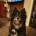 Dog, Dog breed, Carnivore, Picture Frame, Companion dog, Snout, Television, Working Animal, Door, Furry friends, Canidae, Herding Dog, Television Set, Led-backlit Lcd Display, Working Dog, Cabinetry, Giant Dog Breed, Hardwood