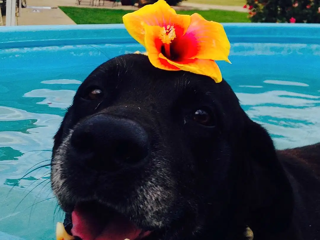 Water, Dog, Flower, Blue, Green, Dog breed, Azure, Plant, Swimming Pool, Sky, Carnivore, Working Animal, Ball, Leisure, Companion dog, Hat, Fawn, Grass, Recreation