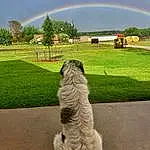 Rainbow, Sky, Cloud, Plant, Daytime, Photograph, Dog, Green, Light, Tree, Natural Landscape, Carnivore, Biome, Grass, Fawn, Landscape, Grassland, Morning, Dog breed, Companion dog