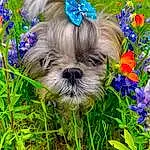 Flower, Plant, Dog, Carnivore, Dog breed, Grass, Dog Supply, Liver, Fawn, Companion dog, Water Dog, Shih Tzu, Groundcover, Toy Dog, Petal, Snout, Working Animal, Electric Blue, Terrier