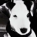 Dog, Carnivore, Dog breed, Whiskers, Collar, Companion dog, Snout, Terrestrial Animal, Black & White, Working Animal, Monochrome, Bored, Furry friends, Canidae, Pet Supply, Working Dog, Non-sporting Group, Ancient Dog Breeds