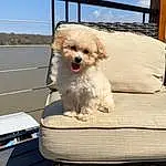 Dog, Sky, Carnivore, Dog breed, Fawn, Outdoor Furniture, Companion dog, Wood, Toy Dog, Cloud, Basket, Storage Basket, Picnic Basket, Chair, Wicker, Poodle Crossbreed, Furry friends, Home Accessories, Sitting