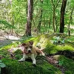 Plant, Dog, Tree, Natural Landscape, Carnivore, Terrestrial Plant, Fawn, Trunk, Grass, Wood, Companion dog, Groundcover, Felidae, Dog breed, Forest, Tail, People In Nature, Deciduous, Temperate Broadleaf And Mixed Forest, Grove