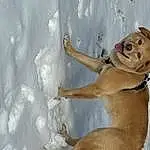Dog, Snow, Gesture, Carnivore, Fawn, Dog breed, Hat, Freezing, Smile, Winter, Ice Cap, Human Leg, Foot, Recreation, Canidae, Fun, Adventure, Paw, Companion dog