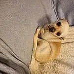 Dog, Carnivore, Whiskers, Comfort, Dog breed, Fawn, Companion dog, Wood, Working Animal, Snout, Paw, Terrestrial Animal, Linens, Canidae, Couch, Toy Dog, Street dog, Furry friends, Dog Supply