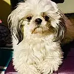 Head, Dog, Dog breed, Carnivore, Shih Tzu, Companion dog, Fawn, Liver, Toy Dog, Working Animal, Snout, Dog Supply, Shih-poo, Terrier, Furry friends, Canidae, Small Terrier, Maltepoo, Mal-shi