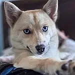 Dog, Carnivore, Dog breed, Ear, Fawn, Companion dog, Whiskers, Snout, Furry friends, Terrestrial Animal, Canidae, Working Animal, Ancient Dog Breeds, Non-sporting Group