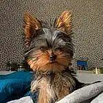 Dog, Liver, Carnivore, Dog breed, Fawn, Whiskers, Companion dog, Toy Dog, Comfort, Terrestrial Animal, Snout, Small Terrier, Dog Supply, Canidae, Furry friends, Working Animal, Yorkipoo, Terrier, Biewer Terrier