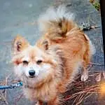 Dog, Dog breed, Carnivore, Spitz, Whiskers, Companion dog, Fawn, Snout, German Spitz, Canidae, Furry friends, Terrestrial Animal, German Spitz Klein, Ancient Dog Breeds, Non-sporting Group, Working Dog, Toy Dog