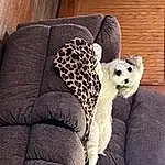 Comfort, Couch, Grey, Carnivore, Wood, Toy, Pattern, Terrestrial Animal, Companion dog, Furry friends, Linens, Stuffed Toy, Felidae, Throw Pillow, Bedding, Sitting, Room, Cushion, Monochrome