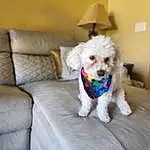 Dog, Couch, Carnivore, Toy Dog, Lamp, Companion dog, Dog Supply, Water Dog, Dog breed, Terrier, Labradoodle, Poodle, Chair, Comfort, Living Room, Dog Collar, Small Terrier, Furry friends, Cockapoo