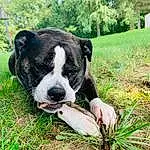 Dog, Plant, Dog breed, Carnivore, Boston Terrier, Grass, Tree, Companion dog, Working Animal, Fawn, Collar, Whiskers, Lawn, Canidae, People In Nature, French Bulldog, Groundcover, Molosser, Adventure